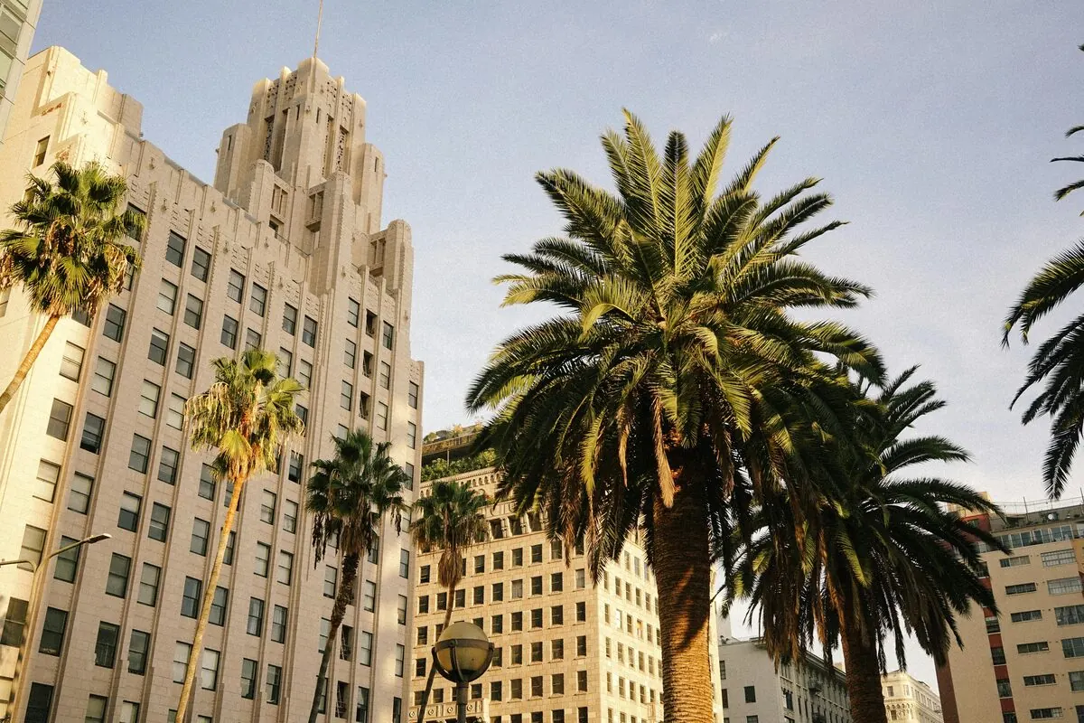 Los Angeles palms and architecture